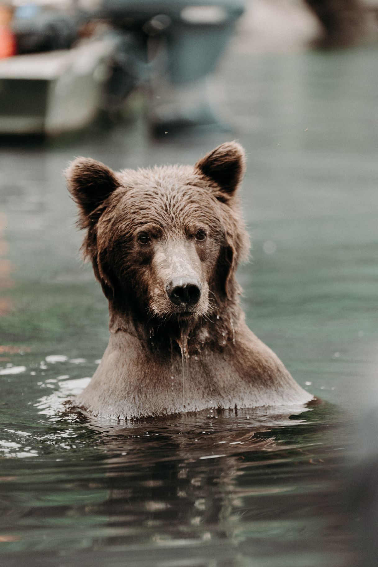 Brown bear emerging from the river up close