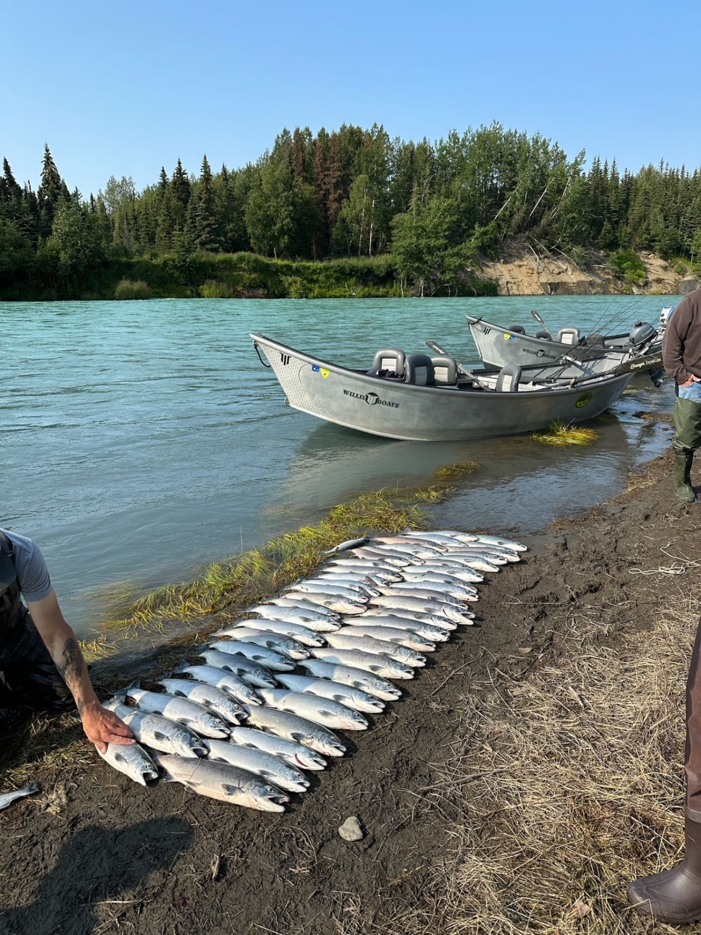 A lineup of salmon catches from the day