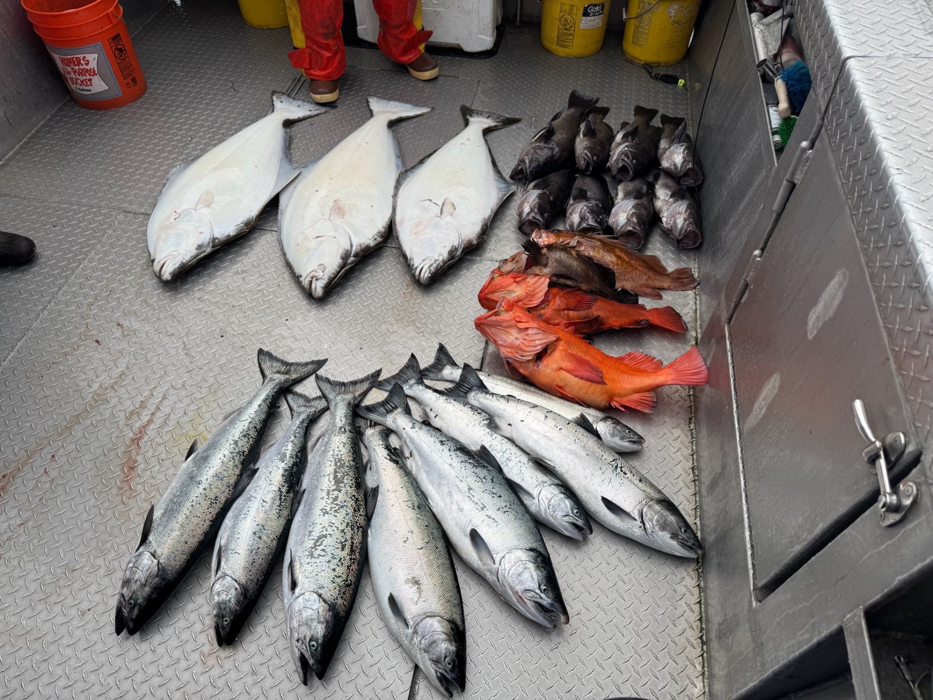 Multispecies haul of halibut, salmon, rockfish, and cod on the deck