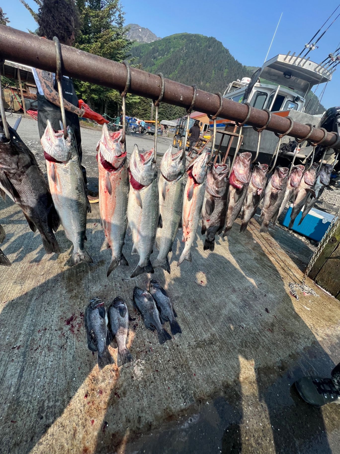 Silver salmon and rockfish hanging at the dock after a charter