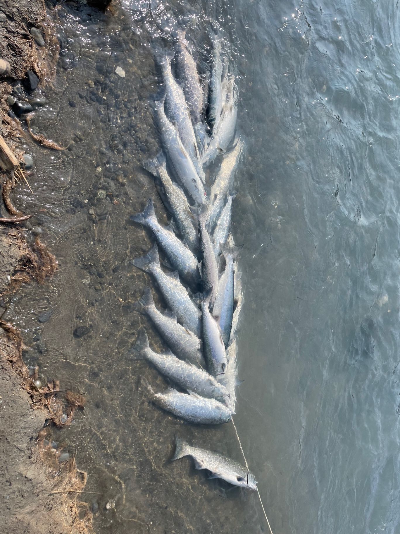 A stringer of sockeye salmon on the riverbank