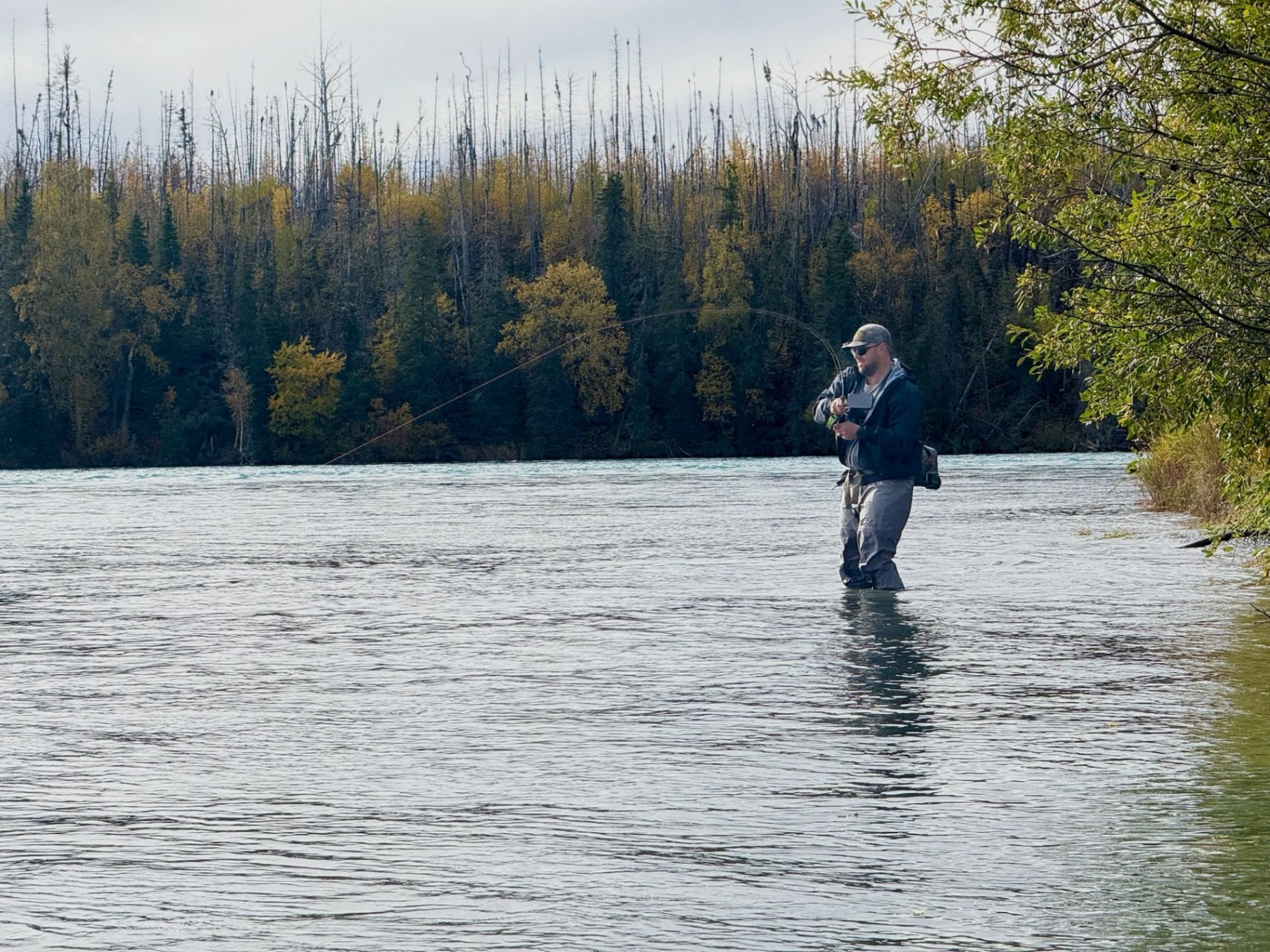 Fly fisherman wading the Kenai River in fall colors