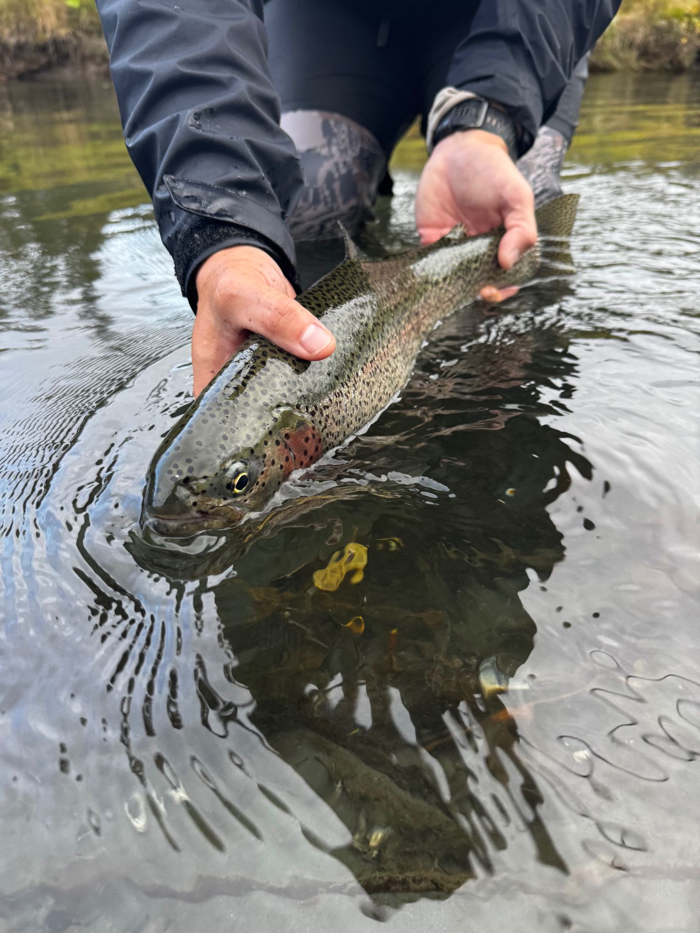 Releasing a rainbow trout back into the river
